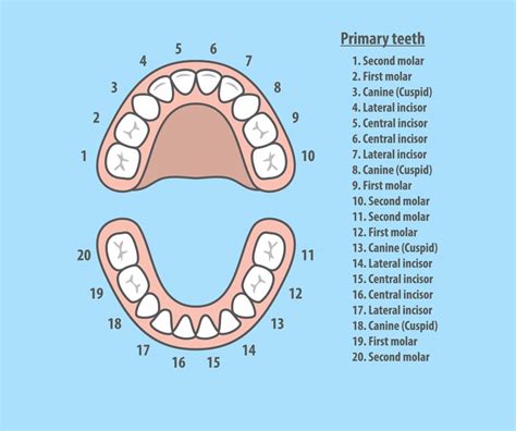 Tooth Number Chart for Adults and Children | Grosse Pointe Dentist