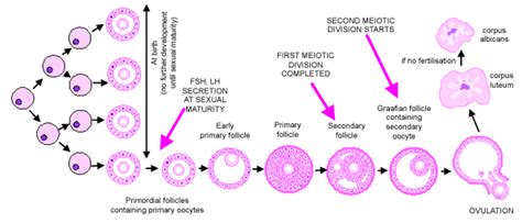 Female reproductive system: The Histology Guide