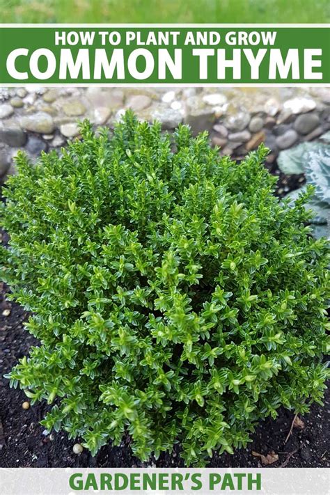 How to Grow and Care for Common Thyme | Gardener’s Path