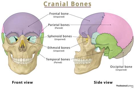 Cranial Bones – Names, Anatomy, Location & Labeled Diagram