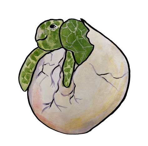 A hatched turtle in an egg stock image. Image of ocean - 197478621