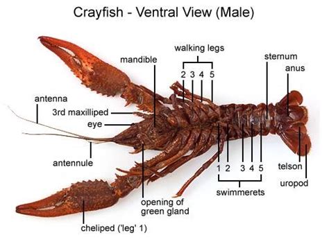 _I@i\i: DISSECTION: CRAYFISH