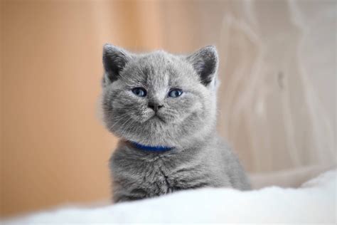 British Shorthair Kittens: Appearance, Personality & More