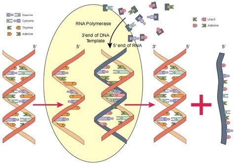 RNA polymerase & RNA polymerase function