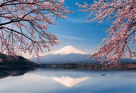 Download Fuji Cherry Blossoms Japan 4k Wallpaper | Wallpapers.com