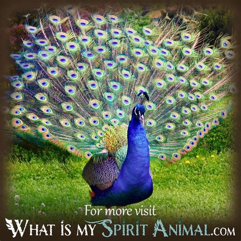 Peacock Dreams Interpretation - What Is My Spirit Animal | Spirit, Totem, & Power Animals