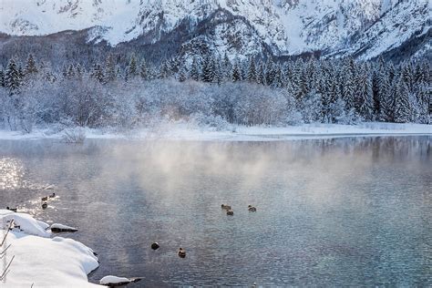 "Ducks In A Lake In Winter" by Stocksy Contributor "Mauro Grigollo ...