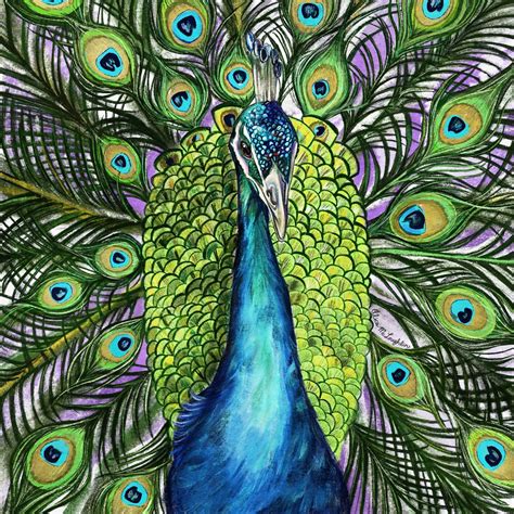 ArtStation - Peacock drawing - procreate sketch