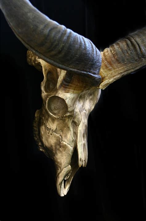 African bronze sculpture Kudu Skull Jocelyn Russell African wildlife art sculptures