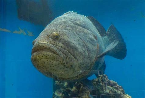 Atlantic Goliath Grouper - Jewfish Profile | Traits | Facts | Catch ...