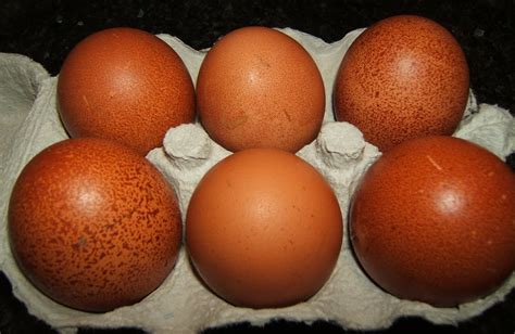 Bellecross Hens: Pullet Eggs