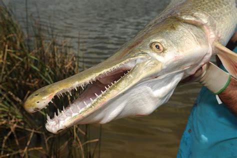 This is the Alligator Gar fish. The largest one ever caught was 8 1/2 ...