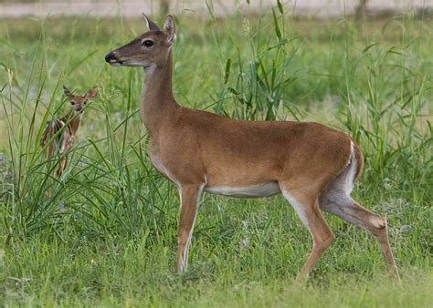 Venado Cola Blanca – SelvaTeenek