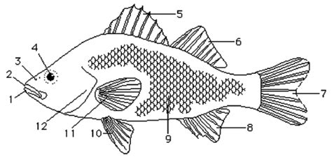 Fish Anatomy Diagram | Quizlet