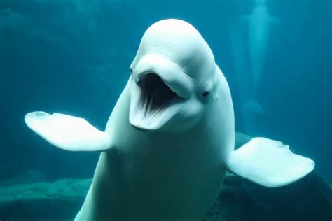 Beluga Whale Research & Conservation | Georgia Aquarium