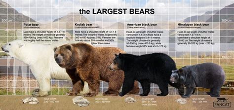 Bear Size Comparison - Animal Corner