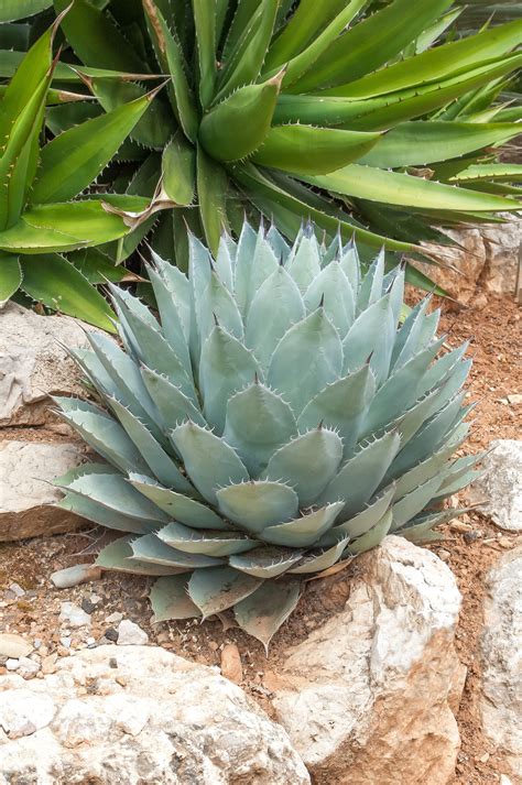 Agave Succulent Types