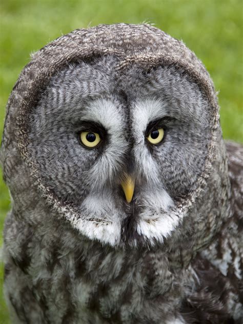 File:Great Grey Owl 2 (4570453977).jpg - Wikimedia Commons