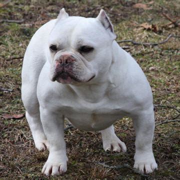 55+ French Bulldog Ears Clipped - l2sanpiero