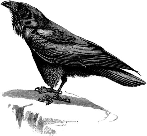 Raven | ClipArt ETC