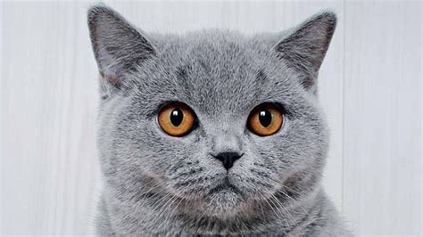 Blue British Shorthair Breed Information - Kitten Cat Mart