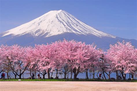 Where to Spend your Cherry Blossom Festival | Expats Holidays