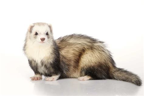 20 Ferret Colors and Patterns (With Pictures) - The Pet Savvy