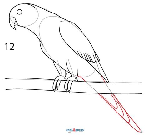 How To Draw a Parrot (Step by Step Pictures) | Cool2bKids | Parrot drawing, Bird drawings, Drawings