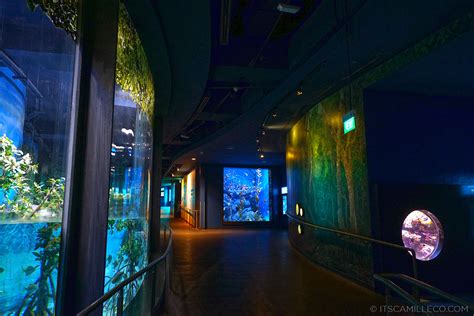 Travel Diary: S.E.A. Aquarium - Camille Tries To Blog | Camille Tries to Blog