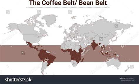 Coffee Belt Illustration Bean Belt Coffee Stock Vector (Royalty Free) 2012435897 | Shutterstock