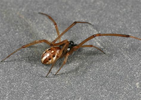 Brown widow, Latrodectus geometricus