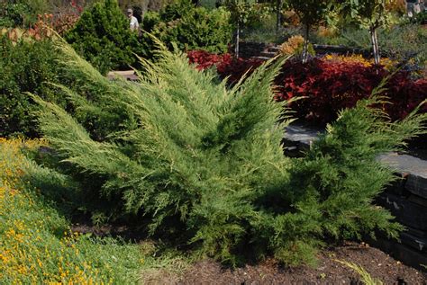 Juniperus chinensis (Chinese Juniper) | North Carolina Extension Gardener Plant Toolbox