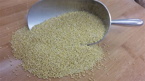 Organic Millet (50lb) – Prairie Foods