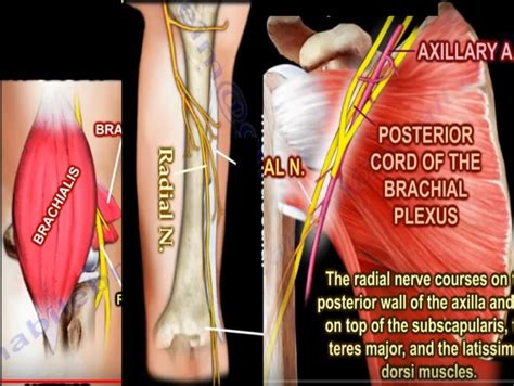 Anatomy of the Radial Nerve — OrthopaedicPrinciples.com