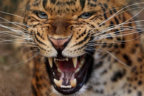 Will a leopard attack a human? Well duh… » Outdoors International