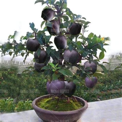 30Pcs Bonsai Black diamond apple tree plants dwarf apple bonsai rare ...