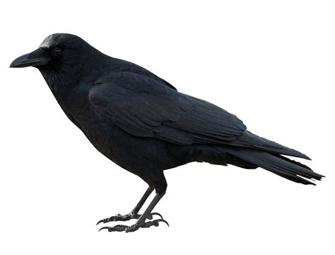 Sitting Rook Bird PNG Image | PNG All