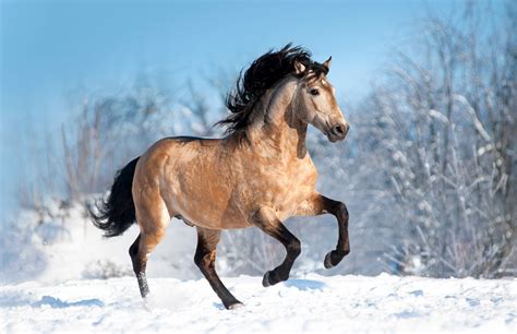 Horse breed - Lusitano