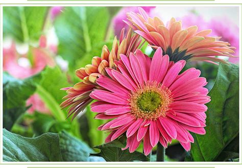 Gerbera Daisy Care Guide: Growing Information, Tips and Meaning - ProFlowers Blog