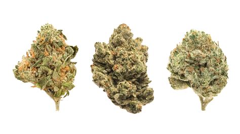 High THC Strains: 10 Highest THC Cannabis Strains