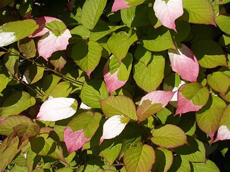 Actinidia kolomikta (Artic Kiwi, Kiwi, Kolomikta Vine) | North Carolina Extension Gardener Plant ...