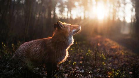 1366x768 Fox Outdoor Laptop HD ,HD 4k Wallpapers,Images,Backgrounds,Photos and Pictures