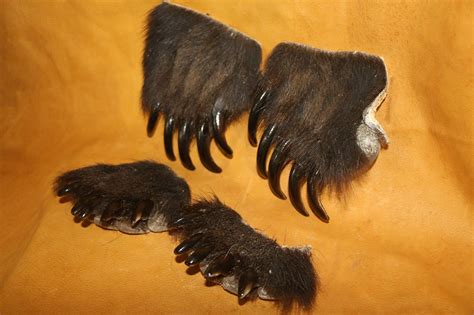 Grizzly Bear Claws – P&D International Furtraders