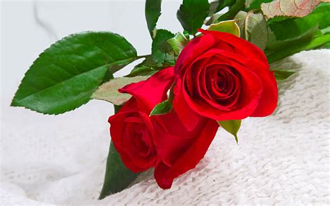 Free Flowers Photo And Wallpapers: red rose flowers wallpapers, flower red rose pictures ...