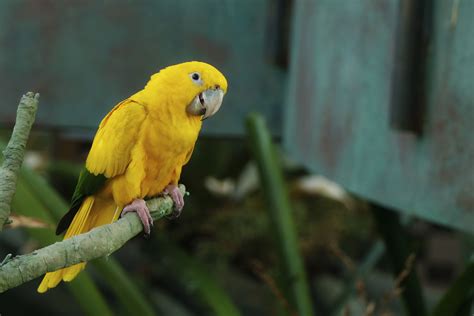 8 Top Yellow Parrots to Keep as Pets