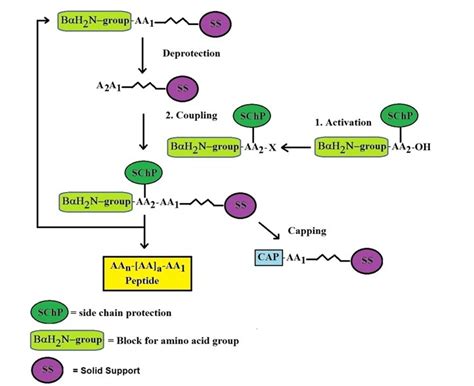 solid phase peptide synthesis