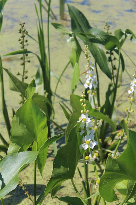 Wetland Plants: Beautiful and Hard-working — Smart Wetlands