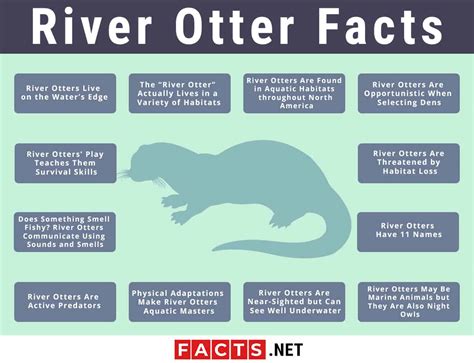 Top 12 River Otter Facts - Diet, Habitat, Anatomy & More - Facts.net