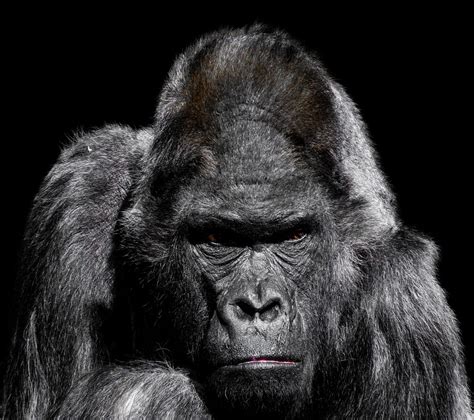 Gorilla Ape Zoo - Free photo on Pixabay