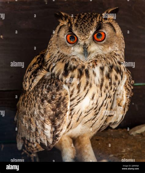 Funny owl portrait looking at camera Stock Photo - Alamy